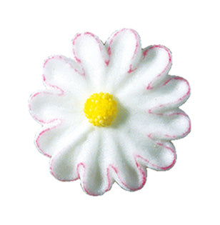 Bellis weiss mit rosa Rand