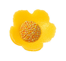 Anemonen klein gelb